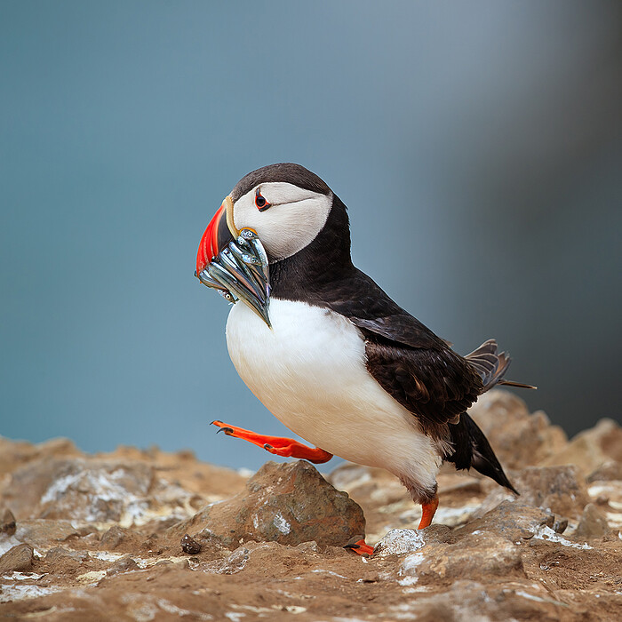 PUFFIN DASHING TO BURROW TO PROTECT ITS CATCH